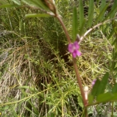 Vicia sativa at Dairymans Plains, NSW - 23 Nov 2022