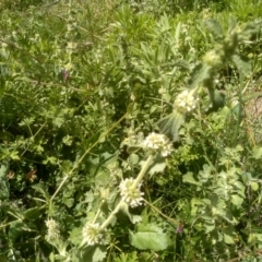 Marrubium vulgare (Horehound) at Dairymans Plains, NSW - 23 Nov 2022 by mahargiani