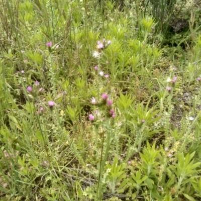 Carduus tenuiflorus (Winged Slender Thistle) at Dairymans Plains, NSW - 23 Nov 2022 by mahargiani