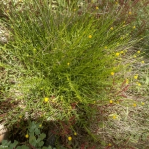 Calotis lappulacea at Dairymans Plains, NSW - 23 Nov 2022