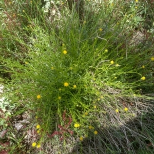 Calotis lappulacea at Dairymans Plains, NSW - 23 Nov 2022