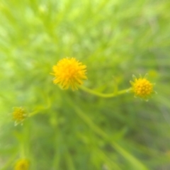 Calotis lappulacea at Dairymans Plains, NSW - 23 Nov 2022