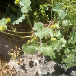 Hydrocotyle laxiflora at Dairymans Plains, NSW - 23 Nov 2022