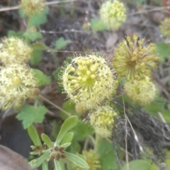 Hydrocotyle laxiflora at Dairymans Plains, NSW - 23 Nov 2022