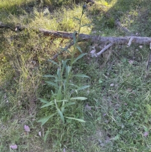 Cynoglossum australe at Cook, ACT - 24 Nov 2022