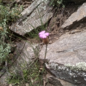 Petrorhagia sp. at Dairymans Plains, NSW - 23 Nov 2022 02:00 PM