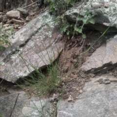 Petrorhagia sp. at Dairymans Plains, NSW - 23 Nov 2022 02:00 PM