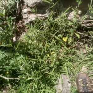 Solanum chenopodioides at Dairymans Plains, NSW - 23 Nov 2022 02:00 PM