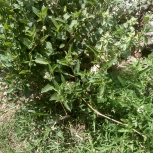 Solanum chenopodioides at Dairymans Plains, NSW - 23 Nov 2022 02:00 PM