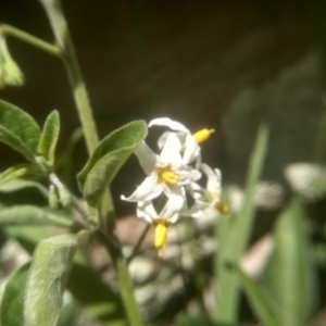 Solanum chenopodioides at Dairymans Plains, NSW - 23 Nov 2022 02:00 PM