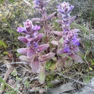 Ajuga australis at Dairymans Plains, NSW - 23 Nov 2022