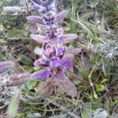 Ajuga australis at Dairymans Plains, NSW - 23 Nov 2022