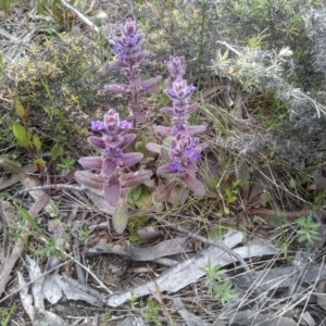 Ajuga australis at Dairymans Plains, NSW - 23 Nov 2022