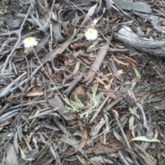 Leucochrysum albicans subsp. tricolor (Hoary Sunray) at Dairymans Plains, NSW - 23 Nov 2022 by mahargiani