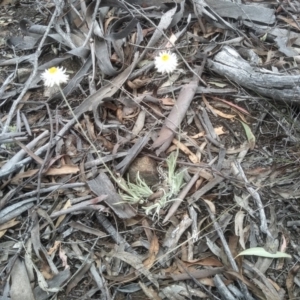 Leucochrysum albicans subsp. tricolor at Dairymans Plains, NSW - 23 Nov 2022 02:25 PM