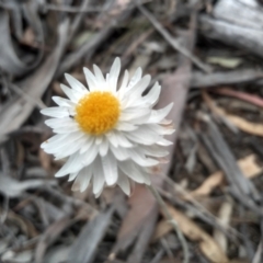 Leucochrysum albicans subsp. tricolor at Dairymans Plains, NSW - 23 Nov 2022 02:25 PM