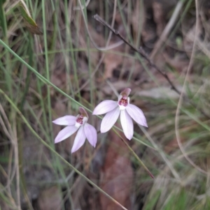 Caladenia carnea at Cotter River, ACT - 18 Nov 2022