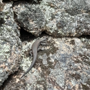 Egernia saxatilis intermedia at Cotter River, ACT - 18 Nov 2022 12:46 PM