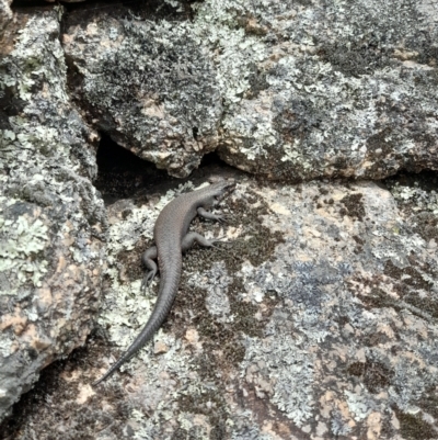 Egernia saxatilis intermedia (Black Rock Skink) at Cotter River, ACT - 18 Nov 2022 by skcjones