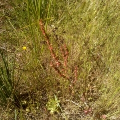 Rumex acetosella (Sheep Sorrel) at Cooma, NSW - 23 Nov 2022 by mahargiani