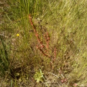 Rumex acetosella at Cooma, NSW - 24 Nov 2022 10:44 AM