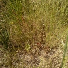 Rumex acetosella at Cooma, NSW - 24 Nov 2022 10:44 AM