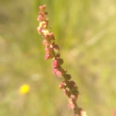 Rumex acetosella at Cooma, NSW - 24 Nov 2022 10:44 AM