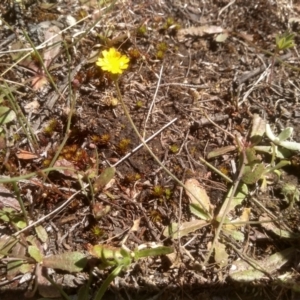 Hypochaeris glabra at Cooma, NSW - 24 Nov 2022 10:45 AM