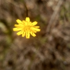 Hypochaeris glabra at Cooma, NSW - 24 Nov 2022 10:45 AM