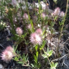 Trifolium arvense (Haresfoot Clover) at Cooma, NSW - 24 Nov 2022 by mahargiani