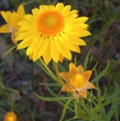 Xerochrysum viscosum (Sticky Everlasting) at Urambi Hills - 24 Nov 2022 by michaelb