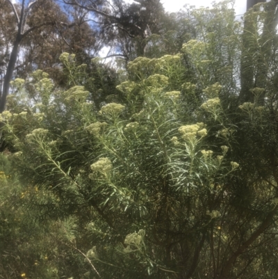 Cassinia longifolia (Shiny Cassinia, Cauliflower Bush) at Mount Taylor - 24 Nov 2022 by Lovey