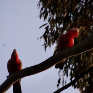 Callocephalon fimbriatum at Hughes, ACT - 24 Nov 2022