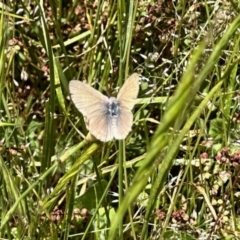 Zizina otis (Common Grass-Blue) at Aranda Bushland - 24 Nov 2022 by KMcCue