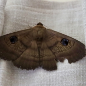 Dasypodia selenophora at Hughes, ACT - 20 Nov 2022