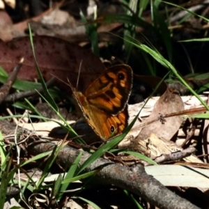 Heteronympha merope at Molonglo Valley, ACT - 24 Nov 2022 10:11 AM