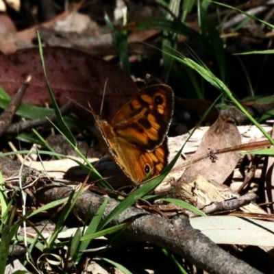 Heteronympha merope (Common Brown Butterfly) at Aranda Bushland - 24 Nov 2022 by KMcCue