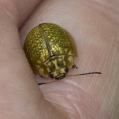 Paropsisterna cloelia (Eucalyptus variegated beetle) at Hawker, ACT - 19 Nov 2022 by AlisonMilton