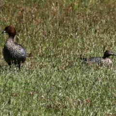 Chenonetta jubata (Australian Wood Duck) at Aranda Bushland - 24 Nov 2022 by KMcCue