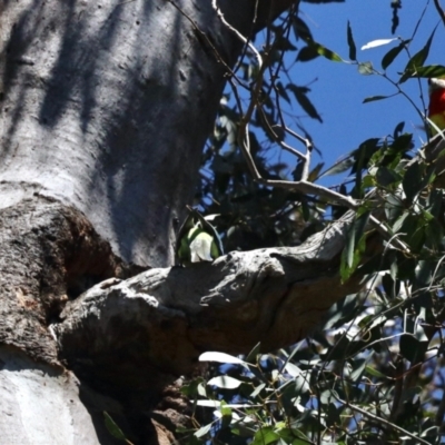 Platycercus eximius (Eastern Rosella) at Aranda Bushland - 24 Nov 2022 by KMcCue