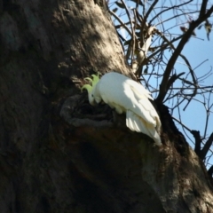 Cacatua galerita (Sulphur-crested Cockatoo) at Aranda, ACT - 23 Nov 2022 by KMcCue