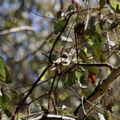 Smicrornis brevirostris (Weebill) at Aranda Bushland - 24 Nov 2022 by KMcCue