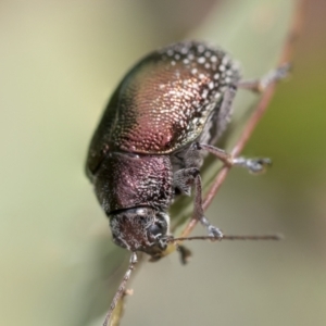 Edusella sp. (genus) at Scullin, ACT - 19 Nov 2022