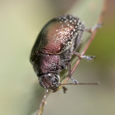 Edusella sp. (genus) (A leaf beetle) at Scullin, ACT - 19 Nov 2022 by AlisonMilton