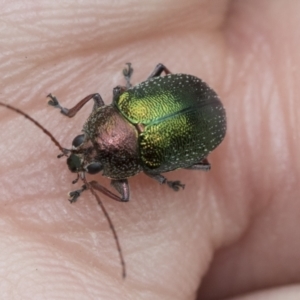 Edusella sp. (genus) at Scullin, ACT - 19 Nov 2022 02:21 PM