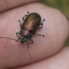 Edusella sp. (genus) at Scullin, ACT - 19 Nov 2022 02:21 PM