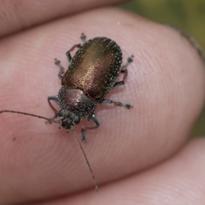 Edusella sp. (genus) at Scullin, ACT - 19 Nov 2022 02:21 PM