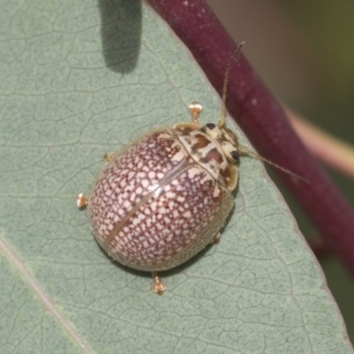 Paropsisterna decolorata (A Eucalyptus leaf beetle) at Scullin, ACT - 19 Nov 2022 by AlisonMilton