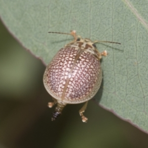 Paropsisterna decolorata at Scullin, ACT - 19 Nov 2022