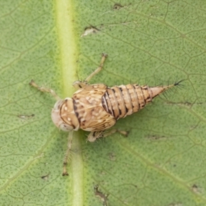 Cicadellidae (family) at Scullin, ACT - 19 Nov 2022 02:04 PM